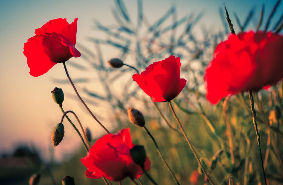 Image of poppies in a field.